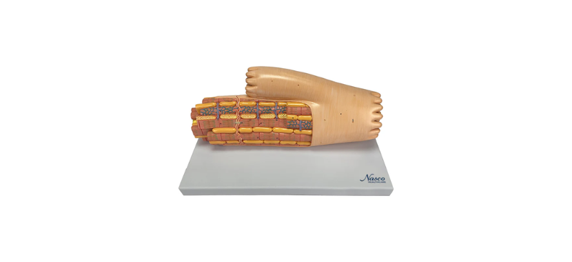 Micro-Anatomy Cardiac Muscle.png Κανένα σετ εικόνων